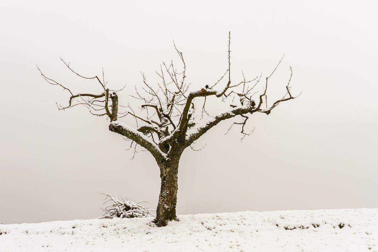 Alberi durante la potatura di gennaio, con attrezzi da giardinaggio e rami tagliati a terra.