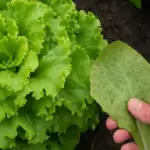 Insalata dal gusto amaro: come distinguere la varietà delle foglie dagli effetti della conservazione